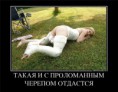 /album/fotogaljerjeja/a5f88d4256b2a-jpg/